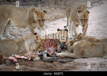 Packung mit South African lions Essen an einem getötet Zebra im Krüger National Park, Südafrika Stockfoto