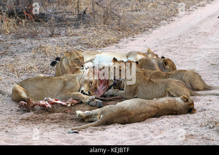 Packung mit South African lions Essen an einem getötet Zebra im Krüger National Park, Südafrika Stockfoto