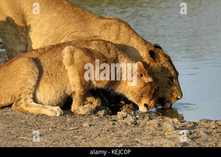 Gruppe von Löwen trinken in den Krüger National Park, Südafrika Stockfoto