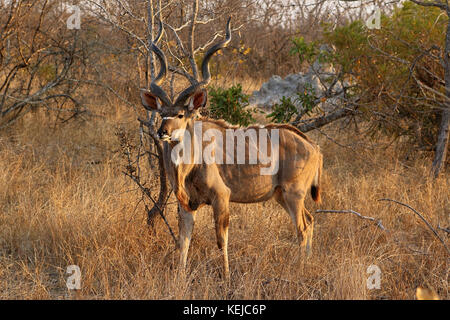 Kudu Antilope im Krüger National Park, Südafrika Stockfoto