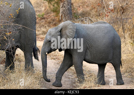 Elefanten im Sabi Sands, Südafrika. Stockfoto