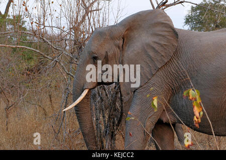 Elefanten im Sabi Sands, Südafrika. Stockfoto