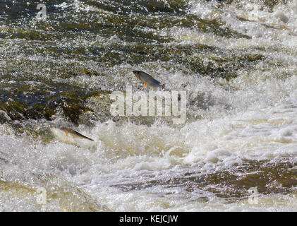 Fische springen im Wasserfall und gehen vor zum Laichen. Stockfoto