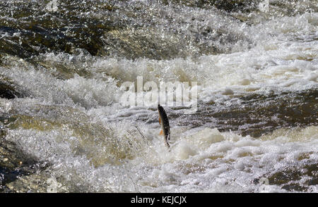 Fische springen im Wasserfall und gehen vor zum Laichen. Stockfoto