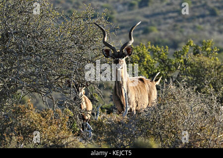 Kudu Antilope im Krüger National Park, Südafrika Stockfoto