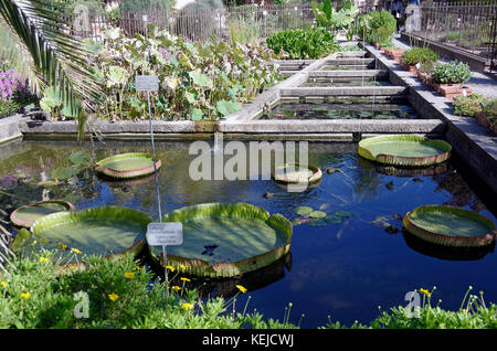 Orto Botanico di Padova, Padua botanischen Garten, der weltweit älteste, in Italien, Seerosen Stockfoto