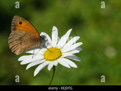 Eine Makroaufnahme einer Wiese braun Schmetterling auf ein Ochse eye Daisy sitzen. Stockfoto