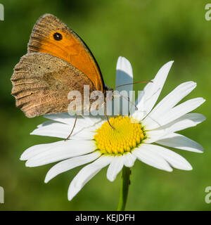 Eine Makroaufnahme einer Wiese braun Schmetterling auf ein Ochse eye Daisy sitzen. Stockfoto