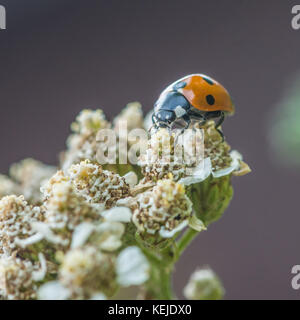 Eine Makroaufnahme eines sieben beschmutzt Marienkäfer Fütterung auf Pollen von einem Schafgarbe Pflanze. Stockfoto