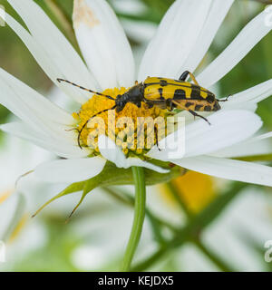Eine Makroaufnahme eines Longhorn Beetle auf ein Ochse eye Daisy sitzen. Stockfoto