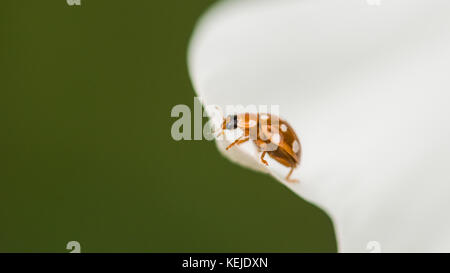 Eine Makroaufnahme einer Creme-Spot ladybird Sitzen im weißen Blütenblätter einer Kosmos Blume. Stockfoto