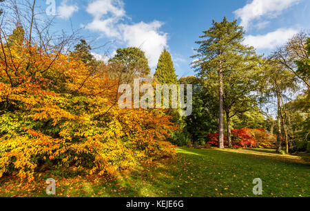Gelb, orange und rot Herbstfarben der japanische Ahorne (Acer palmatum) in Westonbirt Arbortum in der Nähe von Tetbury, Gloucestershire, UK. Ausblicke auf die Landschaft. Stockfoto