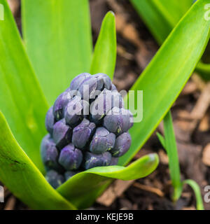 Eine Nahaufnahme der Blüte einer hyazinthe Delfter Blau entstehen. Stockfoto