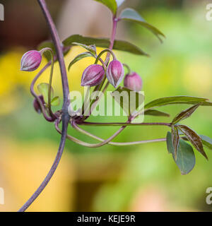 Ein Makro geschossen von einige Clematis montana Blütenknospen. Stockfoto