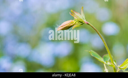 Eine Makroaufnahme einer akelei Blütenknospe. Stockfoto