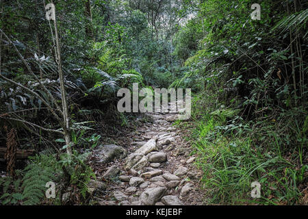 Ein Wanderweg am Jubiläum Creek, ein Picknick im Wald in der Nähe von Knysna Knysna, Südafrika Stockfoto