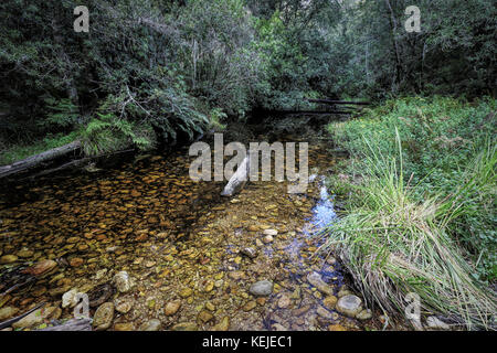 Ein Wanderweg am Jubiläum Creek, ein Picknick im Wald in der Nähe von Knysna Knysna, Südafrika Stockfoto