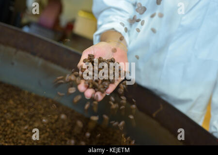 Überprüfung von Kaffeebohnen während der Röstung Prozess in der Fabrik Stockfoto