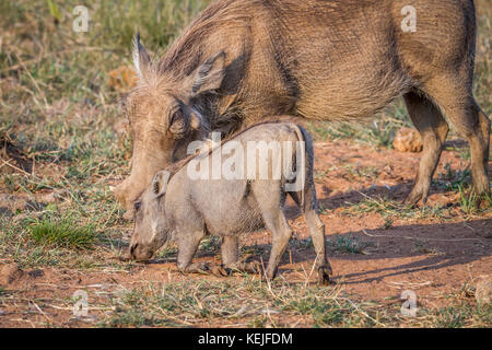 Mutter und Baby Warzenschwein essen Gras in der Pilanesberg National Park, Südafrika. Stockfoto