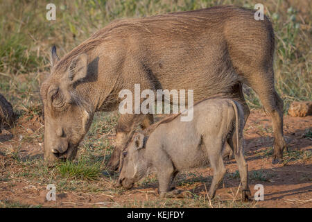 Mutter und Baby Warzenschwein essen Gras in der Pilanesberg National Park, Südafrika. Stockfoto