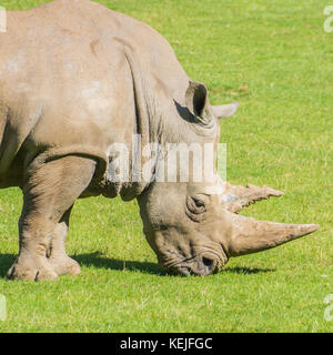 Ein weißes Nashorn Schürfwunden in einem Feld. Stockfoto