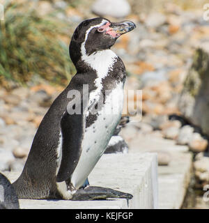 Ein Portrait eines Humboldt Pinguin. Stockfoto