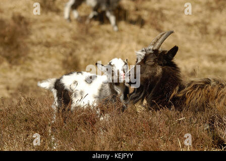 Wilde Ziegen in der Galloway Forest Park, Stockfoto