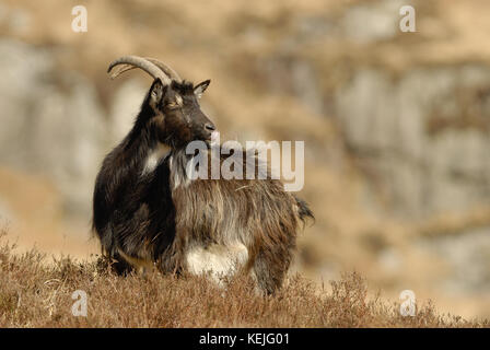 Wilde Ziegen in der Galloway Forest Park, Stockfoto