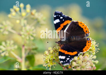 Rot Schmetterling Admiral (Vanessa atalanta) Close-up Vorbereitung für den Ruhezustand zu füttern Blumen auf Efeu (Hedera helix) im Spätsommer, frühherbst UK Großbritannien Stockfoto