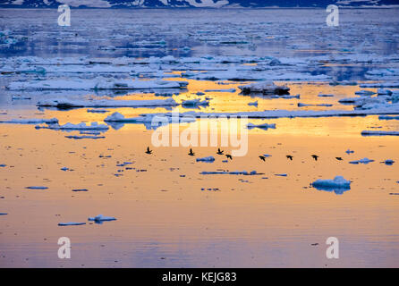 Der brunnich Guillimots (Uria lomvia) fliegen niedrig über Meereis an der Ostküste über arktische Sommer Abend. Insel Spitzbergen, Svalbard, Norwegen Stockfoto