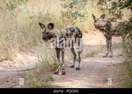 Zwei Afrikanische Wildhunde auf der Straße in den Krüger National Park, Südafrika. Stockfoto
