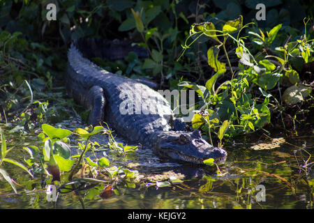 Alligator in Süd Pantanal, Fazenda San Franscisco, Stadt Miranda, Mato Grosso do Sul - Brasilien Stockfoto