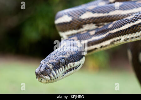 Küsten Teppichpython (Morelia spilota mcdowelli). hopkins Creek. New South Wales in Australien. Stockfoto