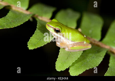 Junger Zwergbaumanfrosch (Litoria fallax) auf Farn. Hopkins Creek. New South Wales. Australien. Stockfoto