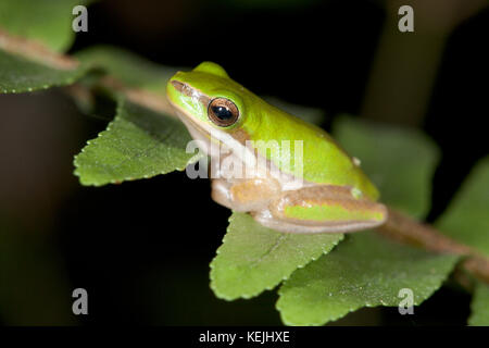 Junger Zwergbaumanfrosch (Litoria fallax) auf Farn. Hopkins Creek. New South Wales. Australien. Stockfoto