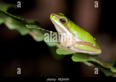 Junger Zwergbaumanfrosch (Litoria fallax) auf Farn. Hopkins Creek. New South Wales. Australien. Stockfoto