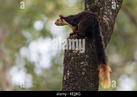 Das indische Riesenhörnchen thront auf einem Baum Stockfoto