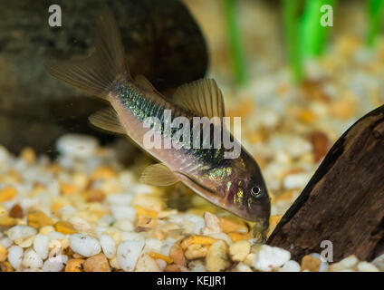 Eine Makroaufnahme einer Bronze corydoras Wels. Stockfoto