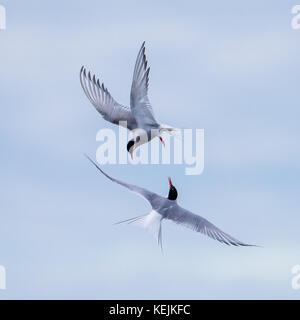 Die Küstenseeschwalbe (sterna paradisae) fliegt wie Tänzer in den Himmel. Stockfoto