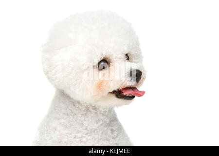 Wunderschöne bichon frisee Hund Stockfoto