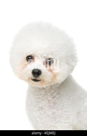 Wunderschöne bichon frisee Hund Stockfoto