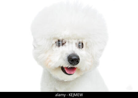 Wunderschöne bichon frisee Hund Stockfoto