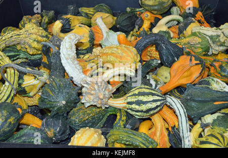 Ein ziemlich großes Display für verschiedene Kürbisse für die Herbstsaison geerntet Stockfoto