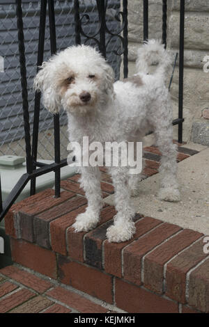 Netter Hund. Pudel Terrier mischen. Stockfoto