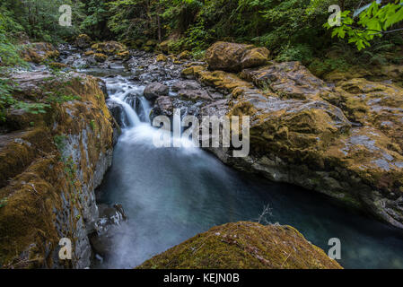 Wasser Kaskadierung über bemoosten Felsen in Brice Creek im Willamette Valley Stockfoto