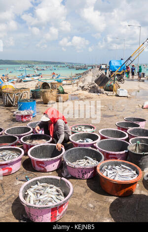 Sortieren von frischem Fisch zum Verkauf auf dem Jimbaran Fish Market, Bali, Indonesien Stockfoto