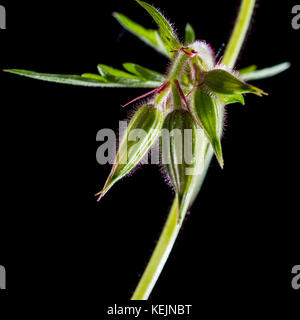 Eine Makroaufnahme von einigen Geranium blütenknospen vor einem schwarzen Hintergrund. Stockfoto