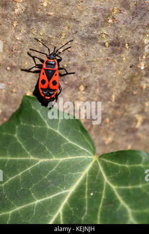 Red bug Pyrrhocoris apterus auf einem Baum mit grünen Blättern Stockfoto