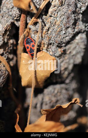 Red bug Pyrrhocoris apterus auf ein Baum, Blätter getrocknet Stockfoto