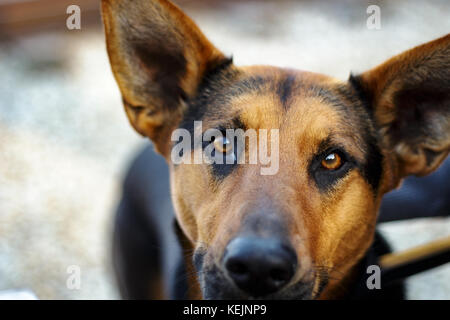 Close-up Portrait von ein Schäferhund mix Hund (Canis Lupus Familiaris) Stockfoto